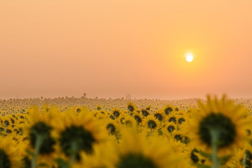 朝霧に浮かぶ朝日と向日葵畑の写真