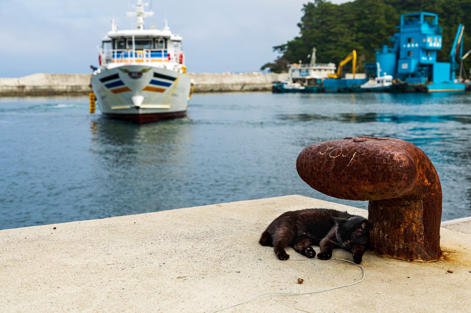 「錆びた係船柱と港でくつろぐ野良猫」の写真