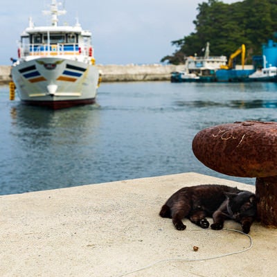 錆びた係船柱と港でくつろぐ野良猫の写真