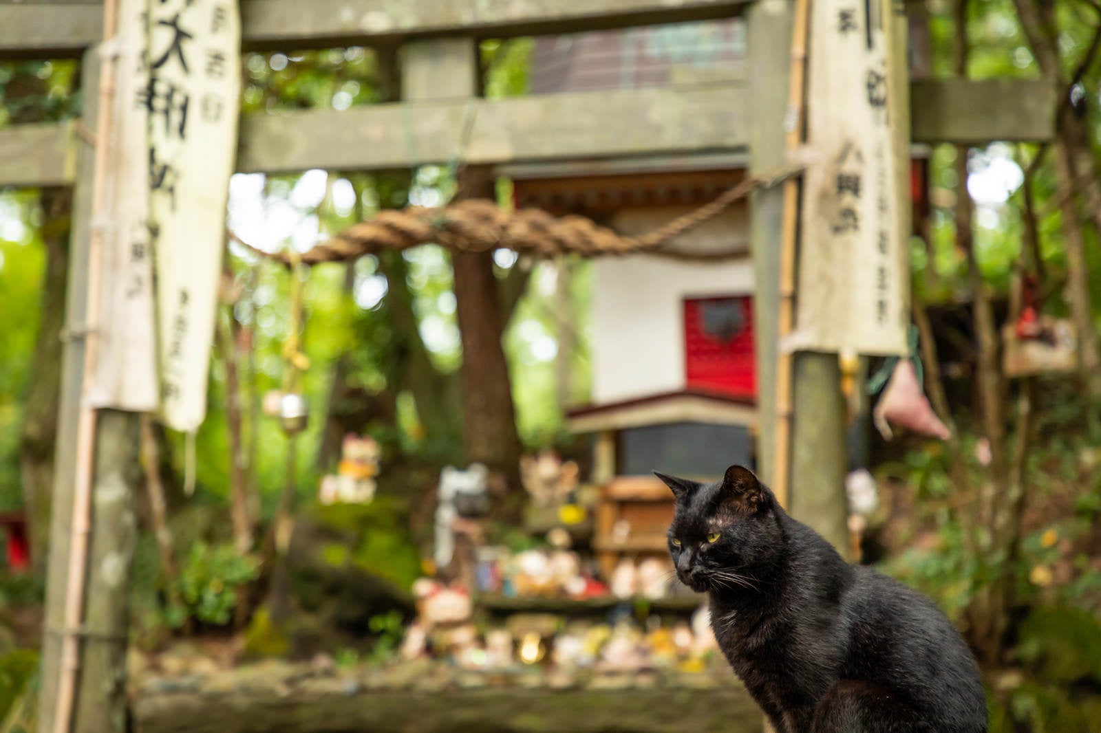 「田代島猫神社と黒猫」の写真