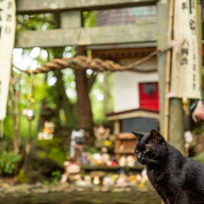 田代島猫神社と黒猫の写真