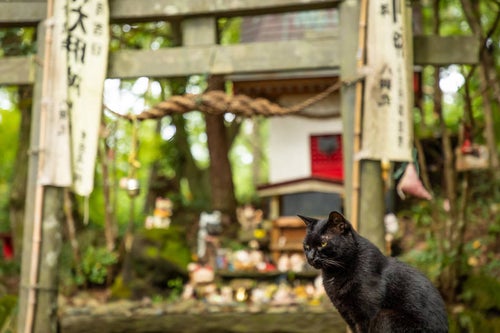 田代島猫神社と黒猫の写真
