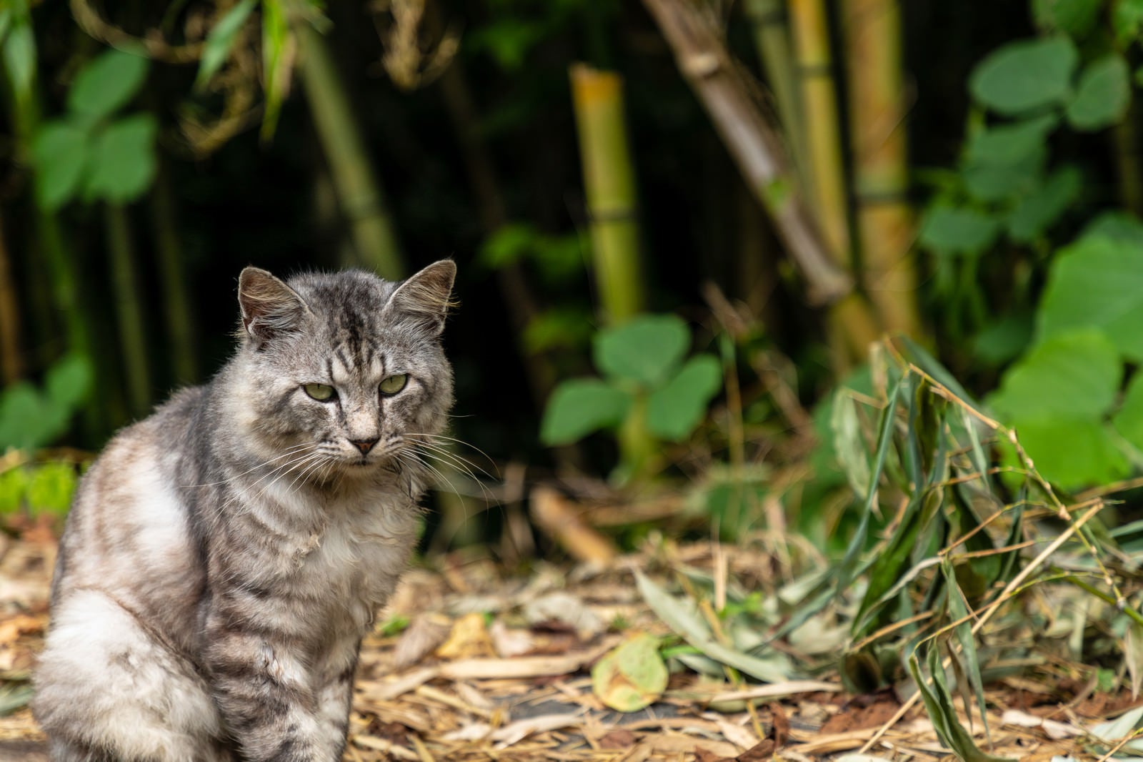 「竹藪にいる野良猫」の写真