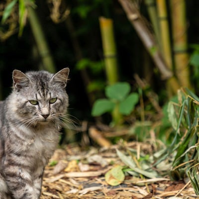 竹藪にいる野良猫の写真
