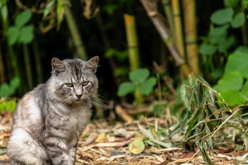 竹藪にいる野良猫の写真