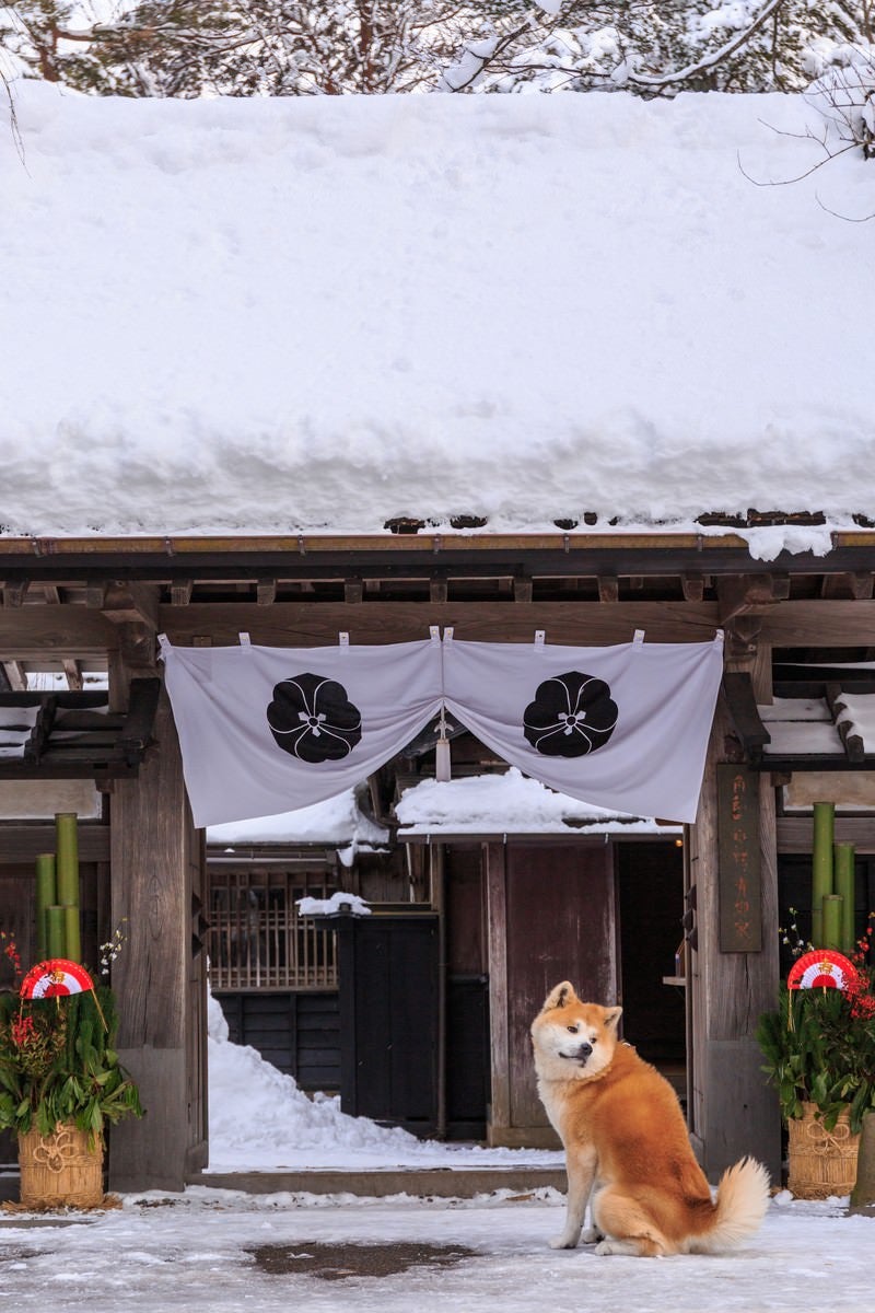 「正月かざりと角館武家屋敷前の秋田犬」の写真