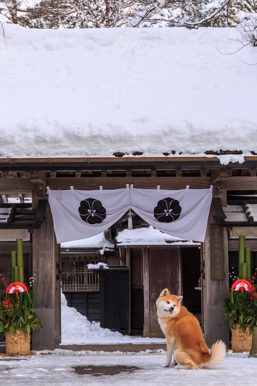 正月かざりと角館武家屋敷前の秋田犬の写真