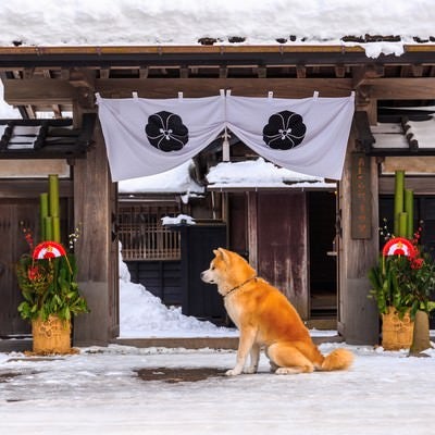 雪の中、ご主人の帰りを待つ角館武家屋敷前の秋田犬の写真