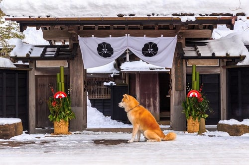 雪の中、ご主人の帰りを待つ角館武家屋敷前の秋田犬の写真