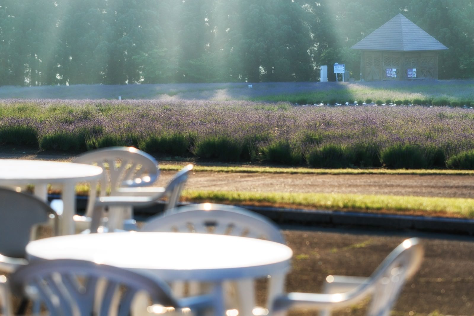 「光が差し込むラベンダー畑とテーブル」の写真