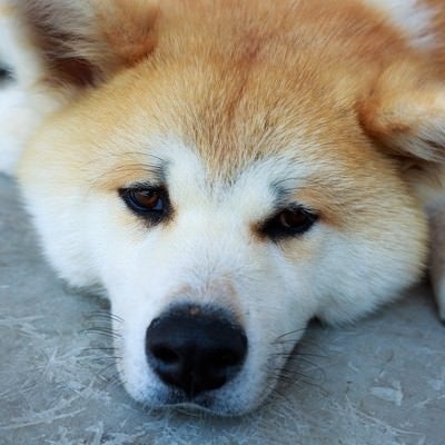 怠惰な秋田犬の写真