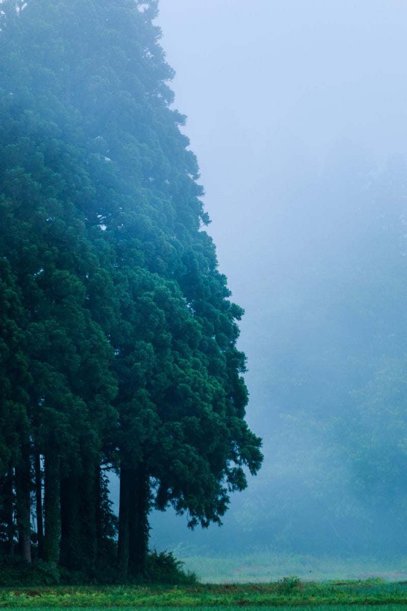 森の呼吸の写真
