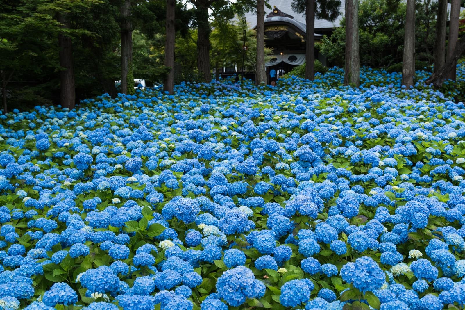 「青い紫陽花が広がる」の写真
