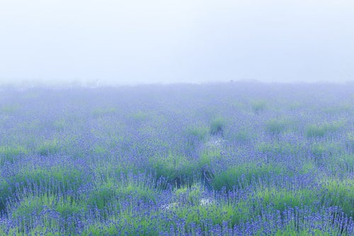 霧の中のラベンダー畑の写真