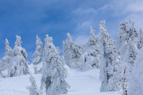 森吉山の樹氷の写真