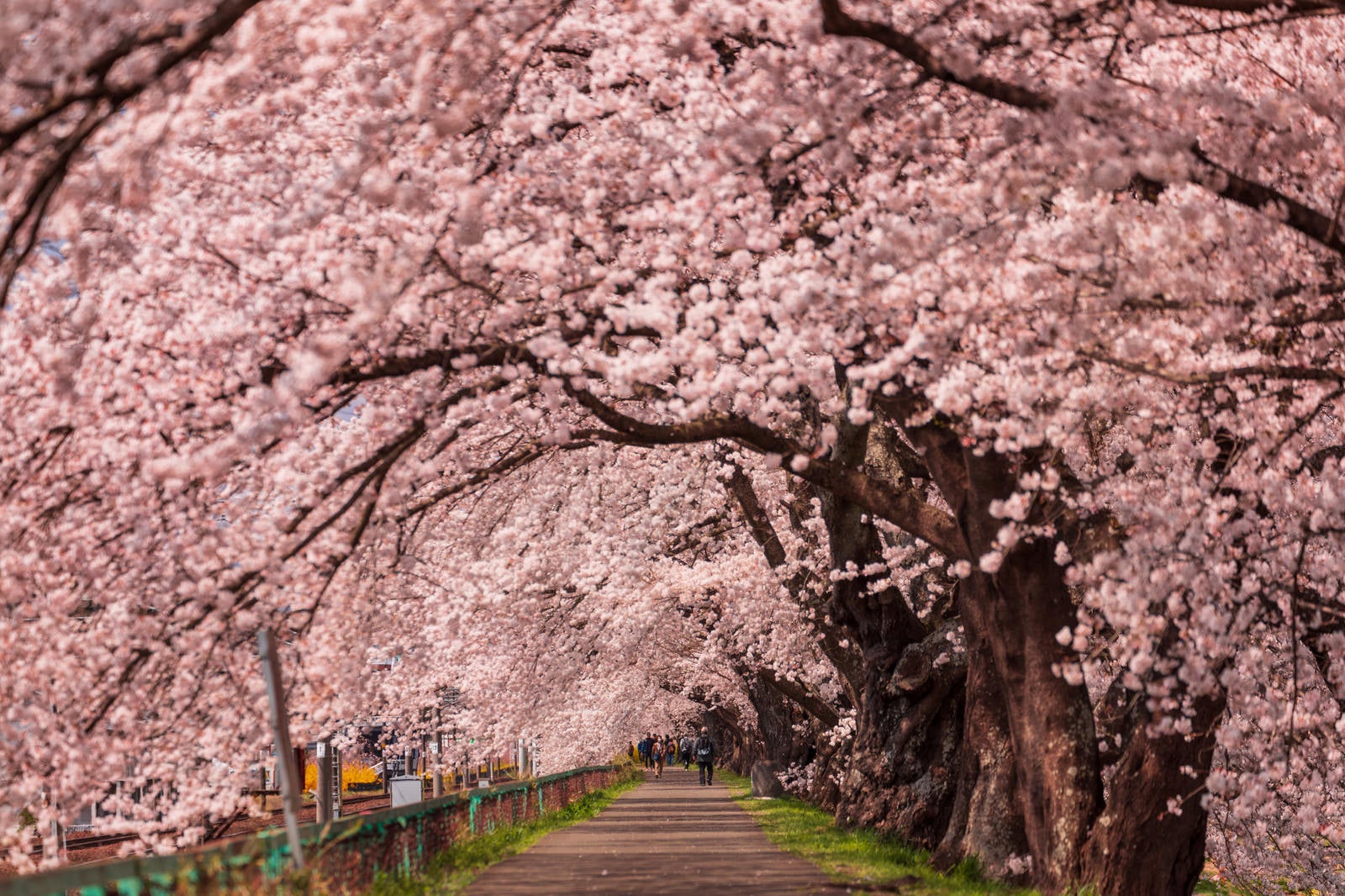 「一目千本桜のトンネル」の写真