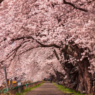 一目千本桜のトンネルの写真