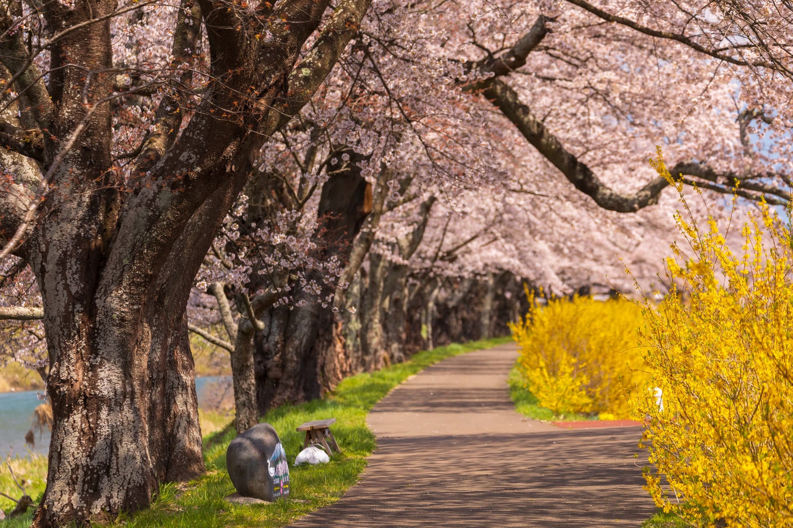 「一目千本桜の並木道」の写真