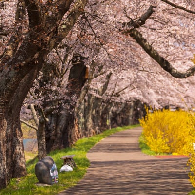 一目千本桜の並木道の写真