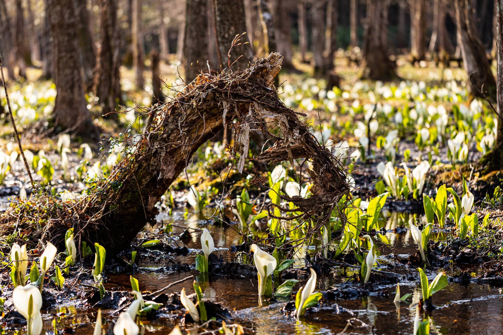 「刺巻湿原の水芭蕉」の写真
