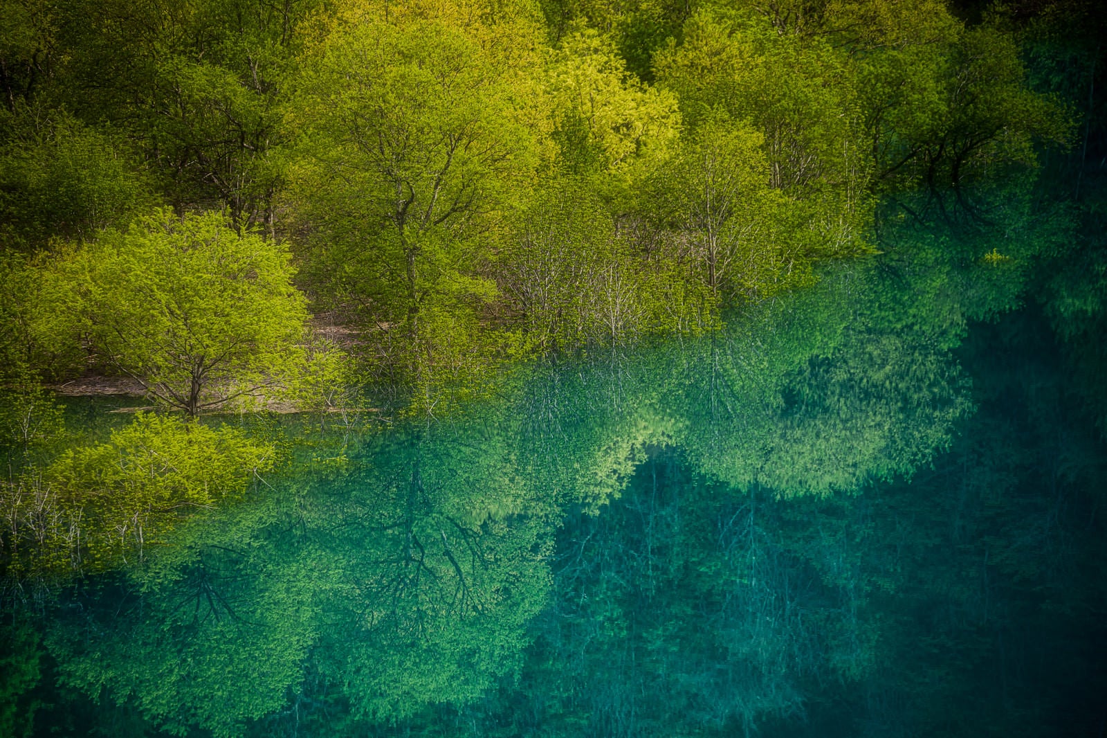 「東山魁夷の絵のような玉川ダムの水没林」の写真