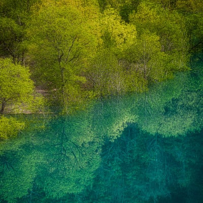東山魁夷の絵のような玉川ダムの水没林の写真