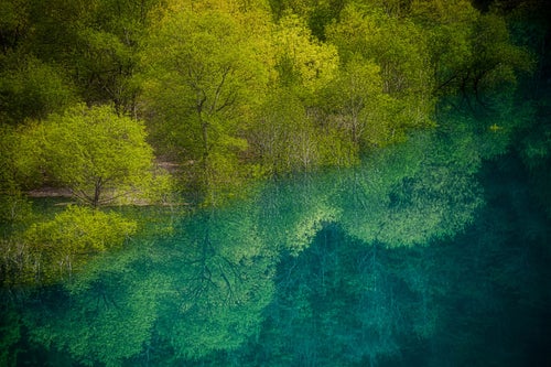 東山魁夷の絵のような玉川ダムの水没林の写真