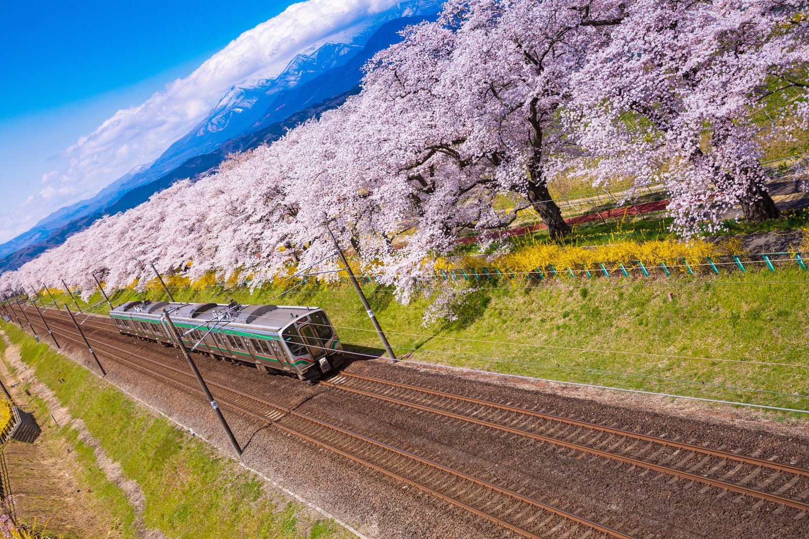 「桜並木と電車」の写真