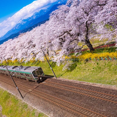 桜並木と電車の写真