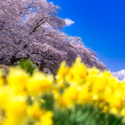 桜並木と黄色い花の写真
