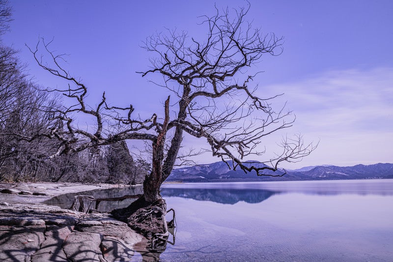 田沢湖の枯れ木の写真
