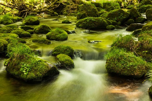 苔石と水の流れの写真