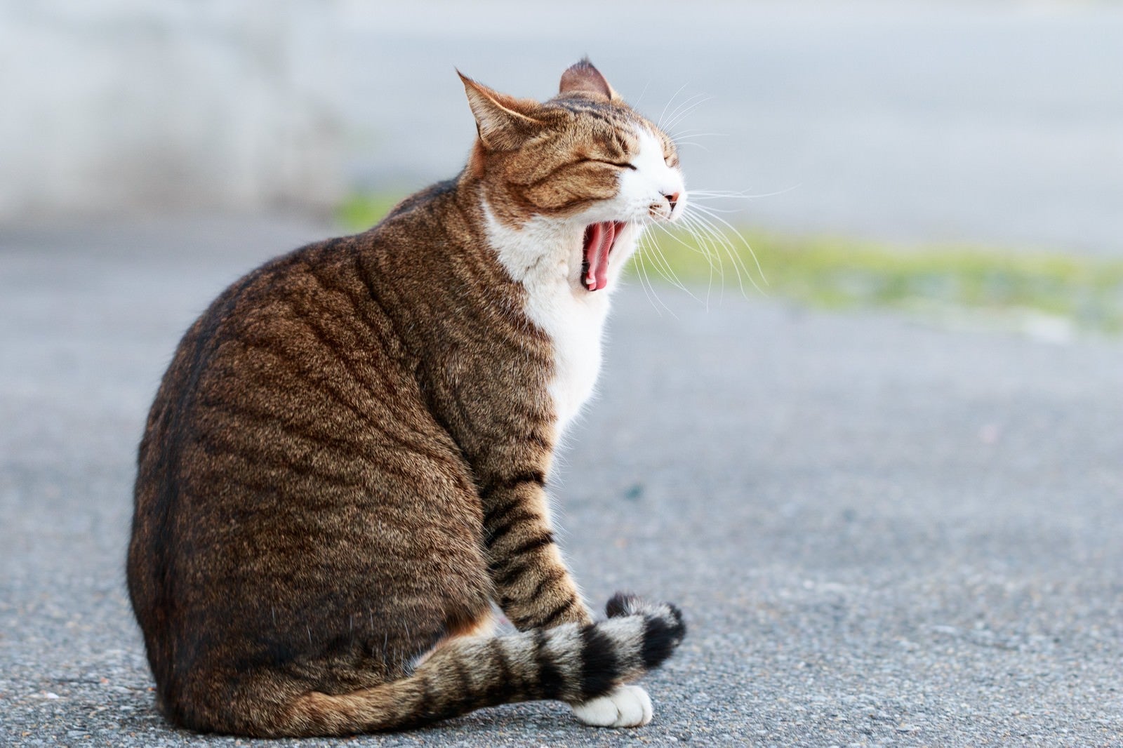 「大きなあくびをする猫」の写真