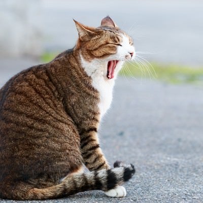 大きなあくびをする猫の写真