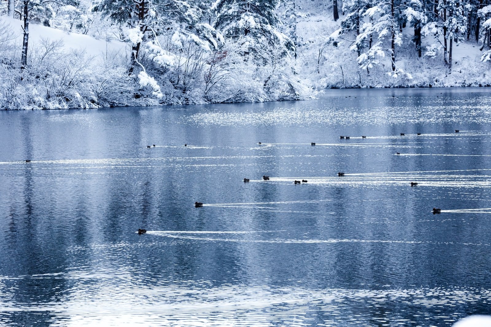 「雪の中泳ぐカモの艦隊」の写真