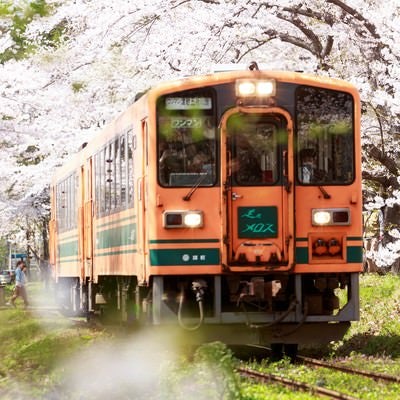 桜トンネルをくぐるオレンジ色のローカル線の写真