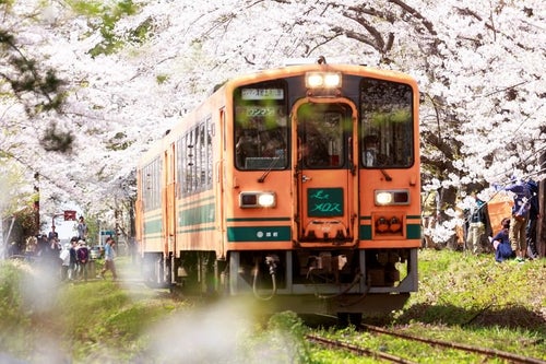 桜トンネルとローカル線の写真