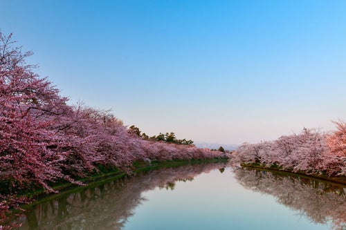 満開の桜と澄んだ青空の写真