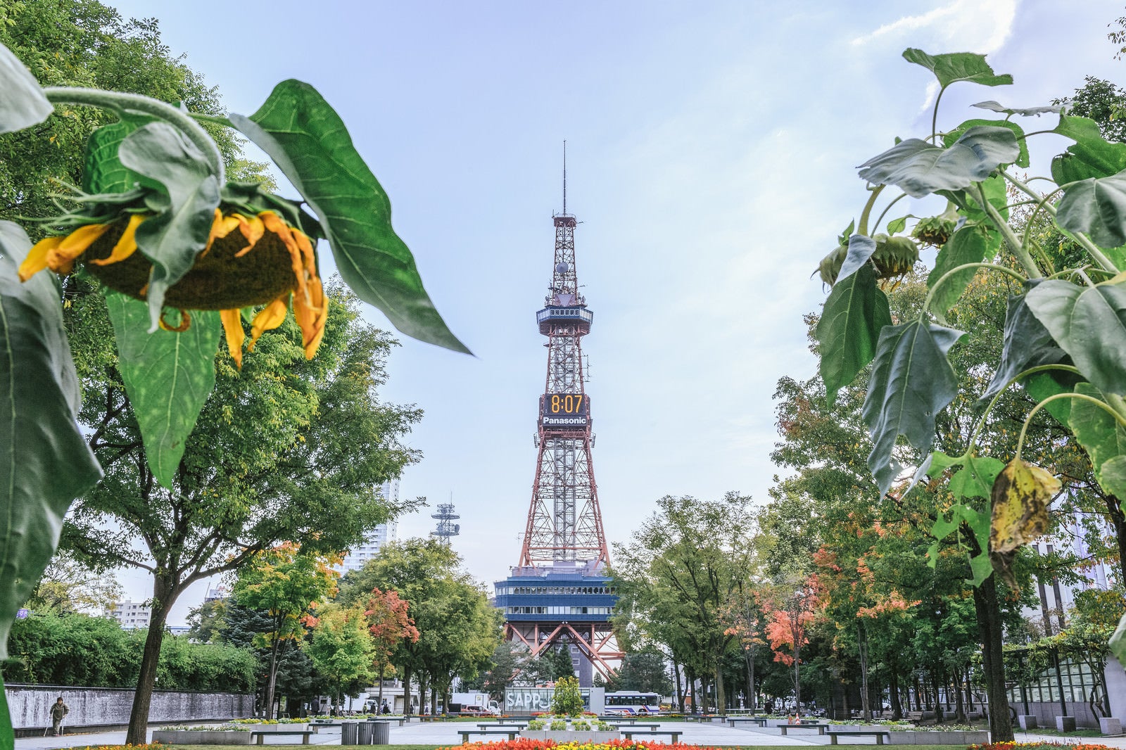 「うなだれた向日葵と大通公園（札幌）」の写真