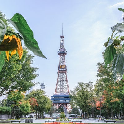 うなだれた向日葵と大通公園（札幌）の写真