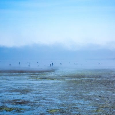 靄の中の人影（潮干狩り）の写真