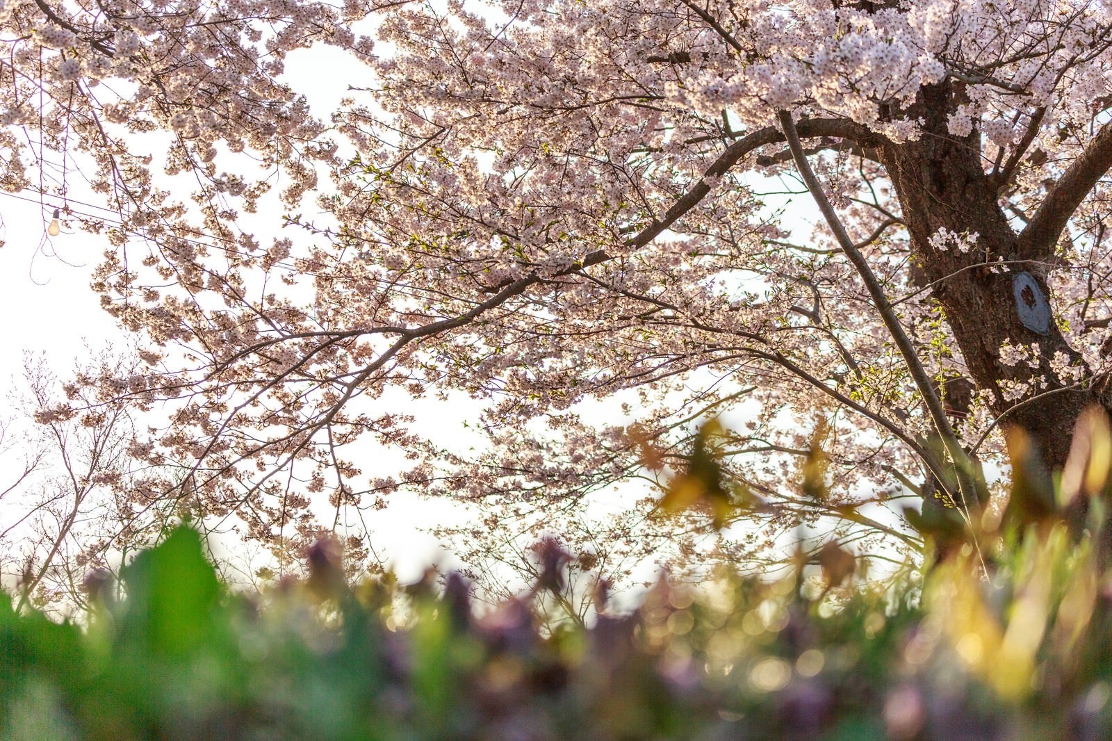 「桜の木の下で」の写真