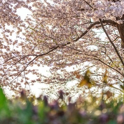 桜の木の下での写真