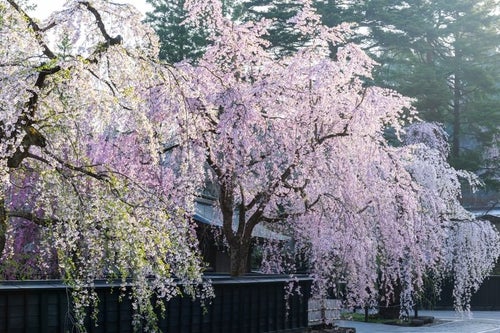 角館のシダレ桜の写真