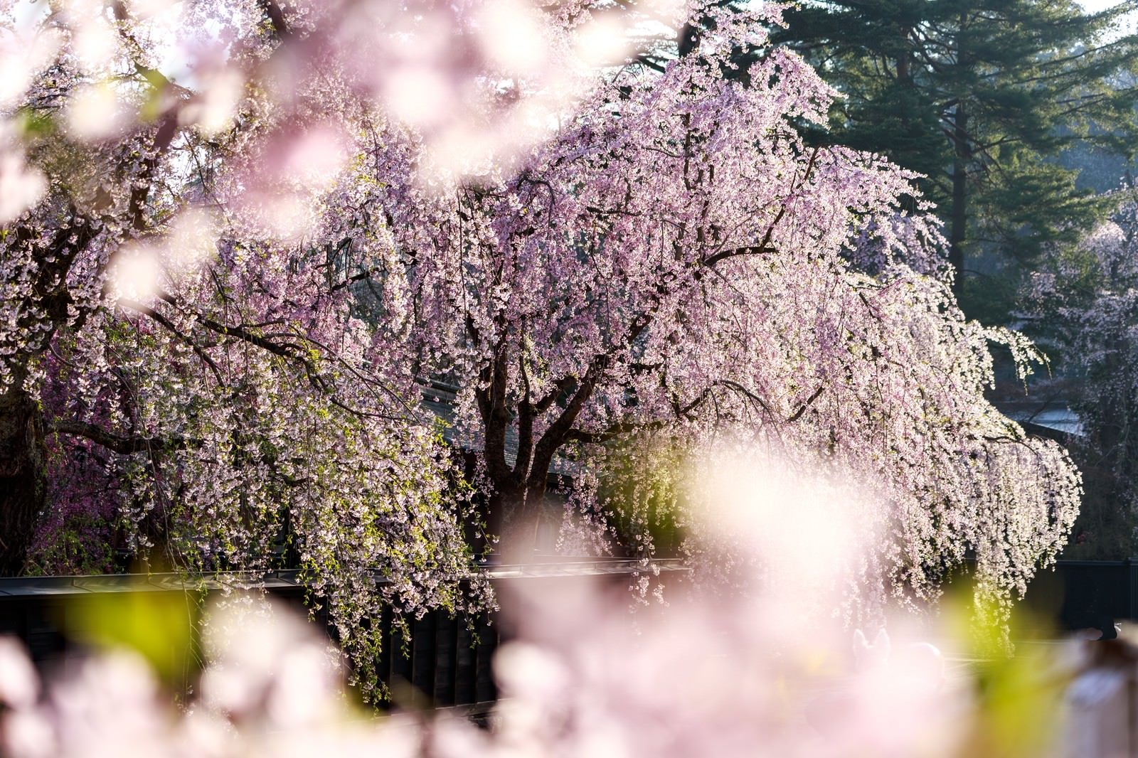 「満開の枝垂れ桜」の写真