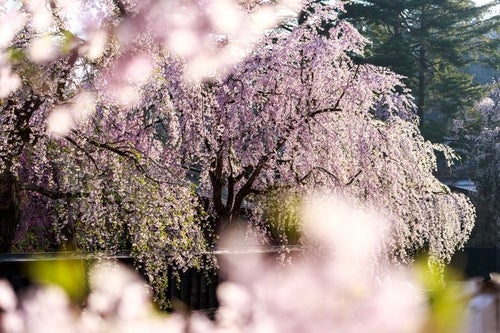 満開の枝垂れ桜の写真