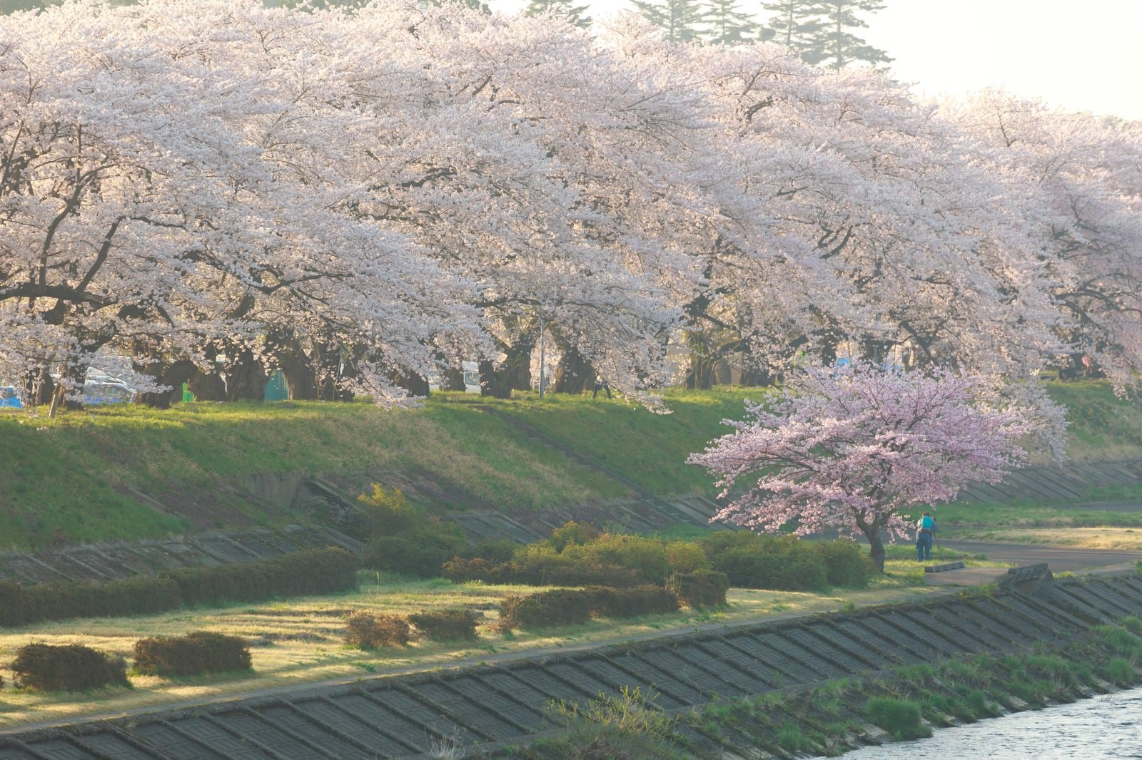 「角館の朝と満開の桜並木」の写真