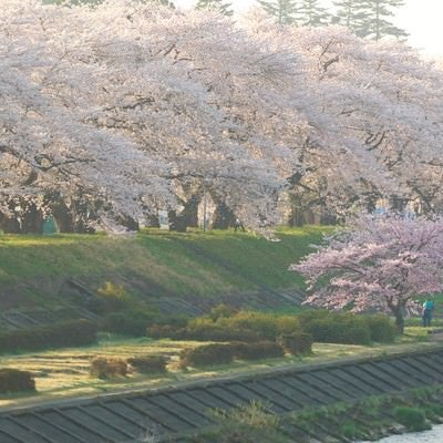 角館の朝と満開の桜並木の写真
