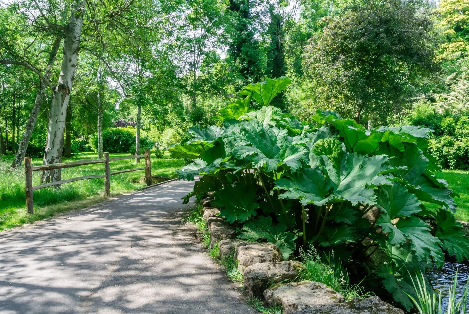 「遊歩道と植物」の写真