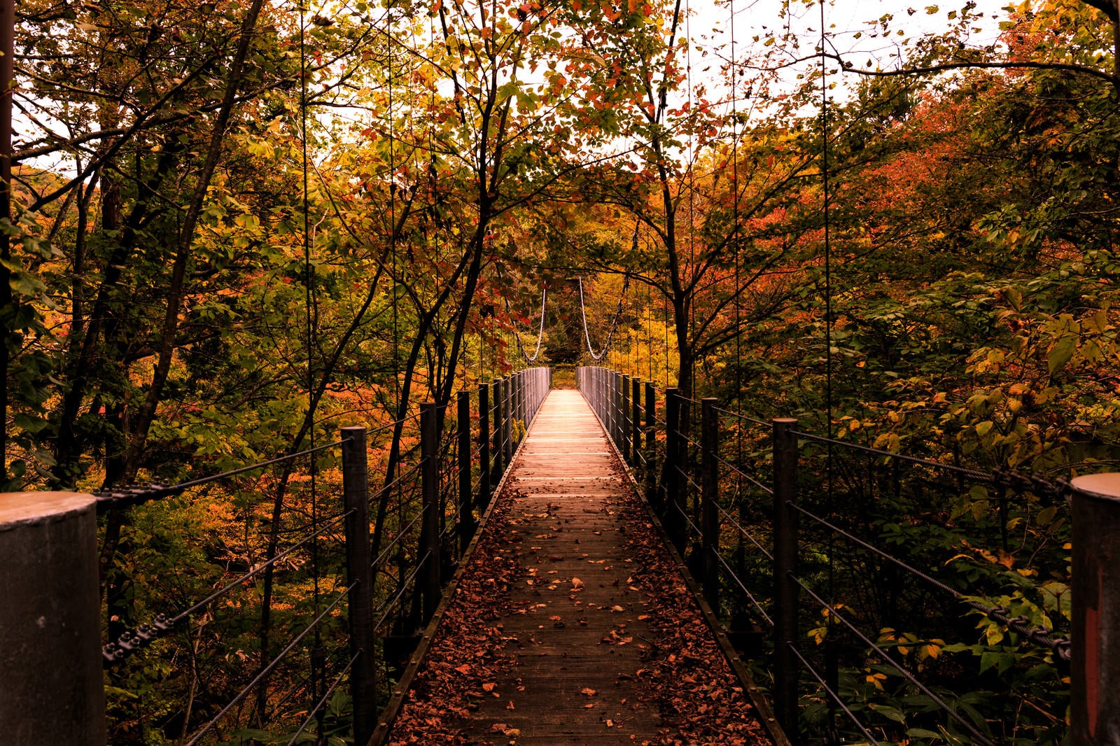 「吊橋と紅葉」の写真